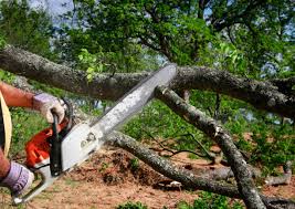 How Our Tree Care Process Works  in  Lugoff, SC